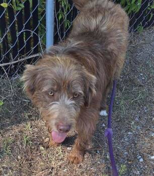 German Wirehaired Pointer Dogs Available for Adoption in New York, New York - Duke (SC) | PetCurious