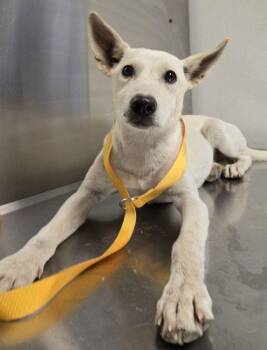 Sia -  Labrador Retriever and Mixed Breed Dog for Adoption in Fresno, California - Sia | PetCurious