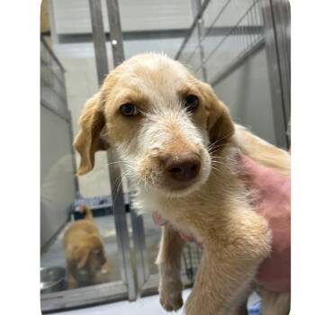 Labrador Retriever and Mixed Breed Dogs Available for Adoption in Eastford, Connecticut - CT Lanier | PetCurious