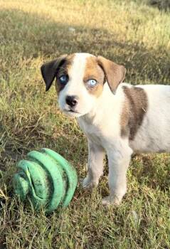 Strudel -  Mixed Breed and Hound Dog for Adoption in Brookshire, Texas - Strudel | PetCurious