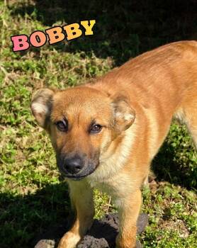 German Shepherd Dog and Belgian Shepherd Malinois Dogs Available for Adoption in Grove, Oklahoma - Bobby | PetCurious