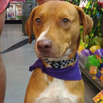 Puppy -  Pointer and Labrador Retriever Dog for Adoption in Santa Ana, California - Puppy | PetCurious