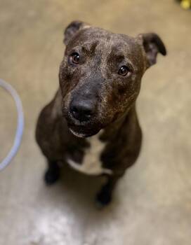 Terrier Dogs Available for Adoption - Kroger 26D-043 | PetCurious