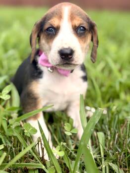 Beatrice- Transport -  Beagle and Mixed Breed Dog for Adoption in Gradyville, Kentucky - Beatrice- Transport | PetCurious