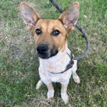 Haven -  Australian Cattle Dog Blue Heeler Dog for Adoption in Krum, Texas - Haven | PetCurious