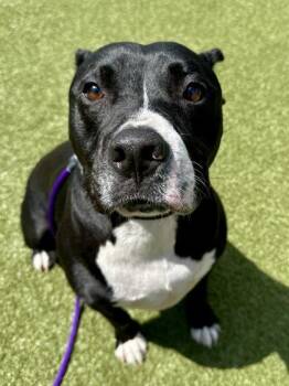 Mixed Breed Dogs Available for Adoption in Wichita, Kansas - Thor | PetCurious