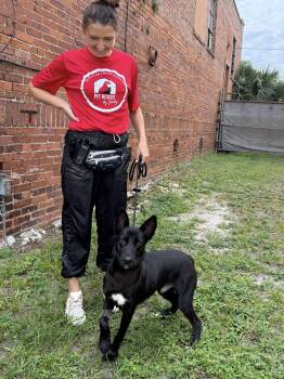 Simon -  Shepherd Dog for Adoption in Sanford, Florida - Simon | PetCurious