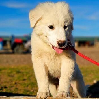 Great Pyrenees Dogs Available for Adoption - Maverick CI | PetCurious
