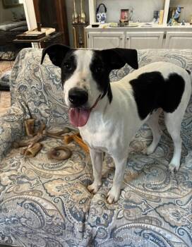 Jeter -  Labrador Retriever and Terrier Dog for Adoption in Alexandria, Louisiana - Jeter | PetCurious