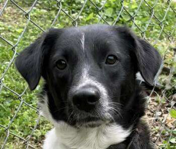 Border Collie Dogs Available for Adoption in Newport, Tennessee - Kinsley | PetCurious
