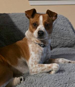 Oogie Boogie -  Jack Russell Terrier and Chihuahua Dog for Adoption in Carson City, Nevada - Oogie Boogie | PetCurious
