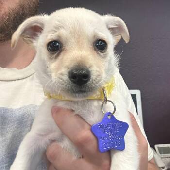 Ravoli -  Chihuahua and Mixed Breed Dog for Adoption in San Francisco, California - Ravoli | PetCurious