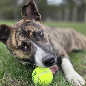 Maya -  Pit Bull Terrier Dog Available for Adoption in Park Rapids, Minnesota - Maya | PetCurious