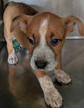 Bruster -  Mixed Breed Dog for Adoption in St. Augustine, Florida - Bruster | PetCurious