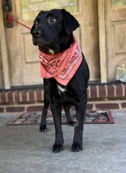 Rescue Black Labrador Retriever Dogs for Adoption in Homer Glen, Illinois - Olive | PetCurious