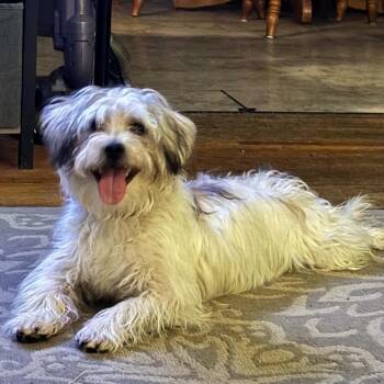 Romeo -  Shih Tzu and Mixed Breed Dog for Adoption in Buffalo, Minnesota - Romeo | PetCurious