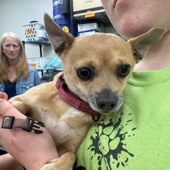 Mixed Breed Dogs Available for Adoption in Fredericksburg, Virginia - Taco | PetCurious