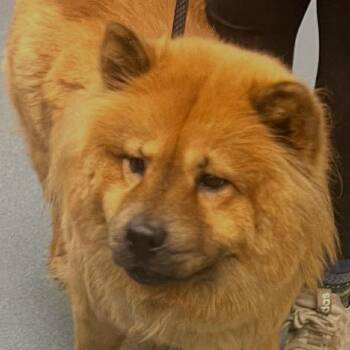 Chow Chow Dogs Available for Adoption in Fredericksburg, Virginia - Cardi | PetCurious