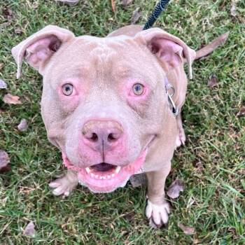 Rescue American Bully Dogs for Adoption in Raleigh, North Carolina - Sir Hunkulus | PetCurious