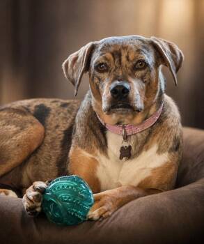 Catahoula Leopard Dog Dogs Available for Adoption in Collingswood, New Jersey - Lottie | PetCurious