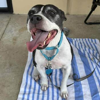Stella -  Mixed Breed Dog for Adoption in New Smyrna Beach, Florida - Stella | PetCurious