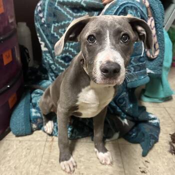 Mixed Breed Dogs Available for Adoption - Bounce | PetCurious