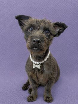 Mellie -  Mixed Breed Dog for Adoption in Lodi, California - Mellie | PetCurious