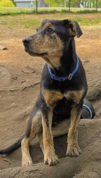 Roo -  Dutch Shepherd Dog for Adoption in Harlingen, Texas - Roo | PetCurious