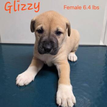 Glizzy -  Mastiff Dog for Adoption in Jasper, Indiana - Glizzy | PetCurious