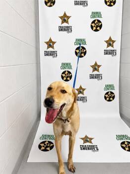 Labrador Retriever and Mixed Breed Dogs Available for Adoption in Winter Haven, Florida - JAWS | PetCurious