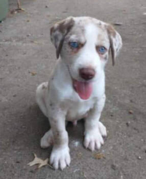 Rescue Australian Shepherd Dogs for Adoption in Ontario, California - Merlin KY | PetCurious