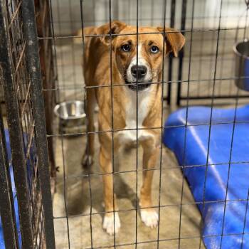 Mountain Cur and Mixed Breed Dogs Available for Adoption in Fort Smith, Arkansas - Judy | PetCurious
