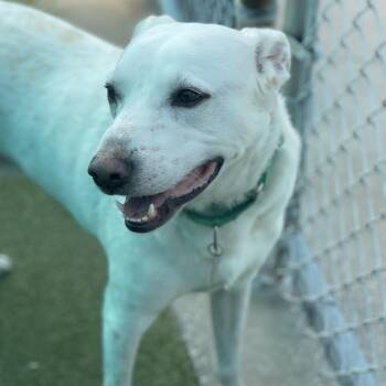 Melou -  Labrador Retriever and Cattle Dog Dog for Adoption in Lakeland, Florida - Melou | PetCurious
