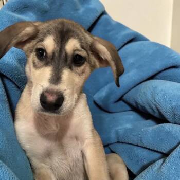 Irish Wolfhound and German Shepherd Dog Dogs Available for Adoption - Pippin | PetCurious