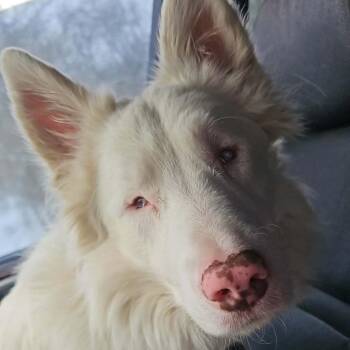 Atlas -  Border Collie Dog for Adoption in Union City, Pennsylvania - Atlas | PetCurious