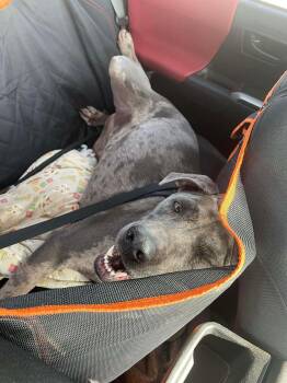 Rescue Catahoula Leopard Dog Dogs for Adoption in Coeur D