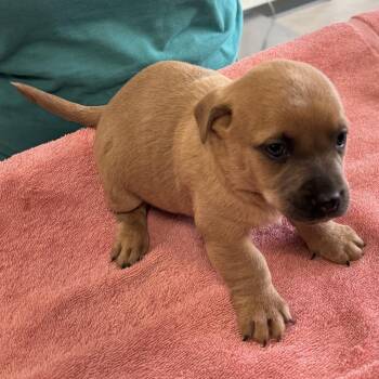 Mixed Breed Dogs Available for Adoption - Spanky | PetCurious