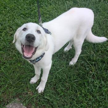 Sugar -  Labrador Retriever Dog for Adoption in Raleigh, North Carolina - Sugar | PetCurious
