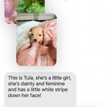 Chihuahua Dogs Available for Adoption in San Diego, California - Tula_3 | PetCurious