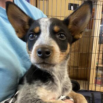 Australian Cattle Dog Blue Heeler Dogs Available for Adoption in Las Vegas, Nevada - Skywalker | PetCurious