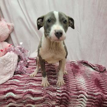Pit Bull Terrier Dogs Available for Adoption - Tony | PetCurious
