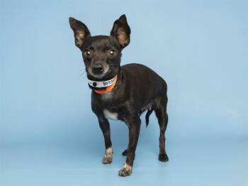 ARIEL -  Chihuahua Dog for Adoption in Phoenix, Arizona - ARIEL | PetCurious