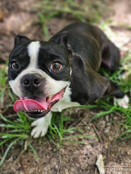 Iggy -  Boston Terrier Dog for Adoption in South Kingstown, Rhode Island - Iggy | PetCurious