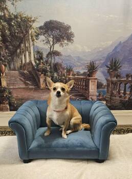 Chihuahua Dogs Available for Adoption - Nala- Brave Beauty | PetCurious