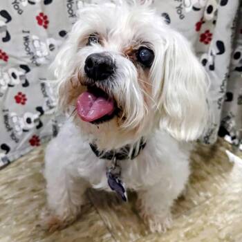 Matheson (Maverick) -  Maltese Dog for Adoption in Fort Lauderdale, Florida - Matheson (Maverick) | PetCurious