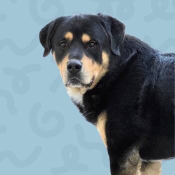 Nelson -  Rottweiler and Mixed Breed Dog for Adoption in Reno, Nevada - Nelson | PetCurious