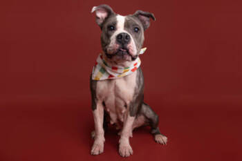 Rescue Fox Terrier and Mixed Breed Dogs for Adoption in Greenville, South Carolina - Stormi | PetCurious