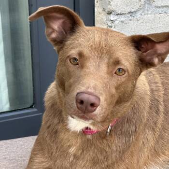 Amber FS -  Cattle Dog and Mixed Breed Dog for Adoption in Austin, Texas - Amber FS | PetCurious