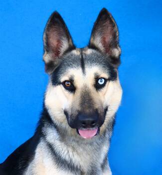 APOLO -  German Shepherd Dog and Siberian Husky Dog for Adoption in Pasadena, California - APOLO | PetCurious