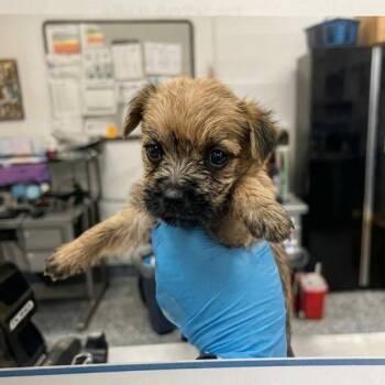 Mae -  Terrier and Rat Terrier Dog for Adoption in San Diego, California - Mae | PetCurious
